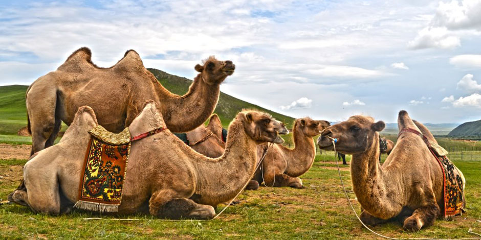 Extension « Dunes et Canyons du Gobi du sud » – 7 Jours