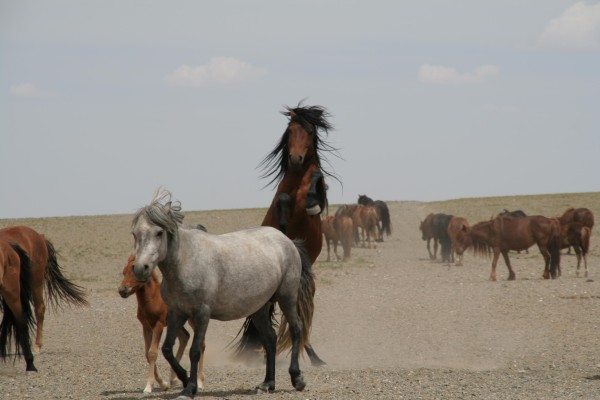 Planete Insuline en Mongolie 3