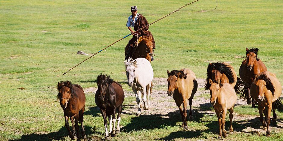 Les Chevaux