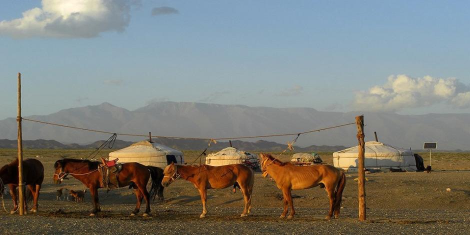 Chevaux de Mongolie