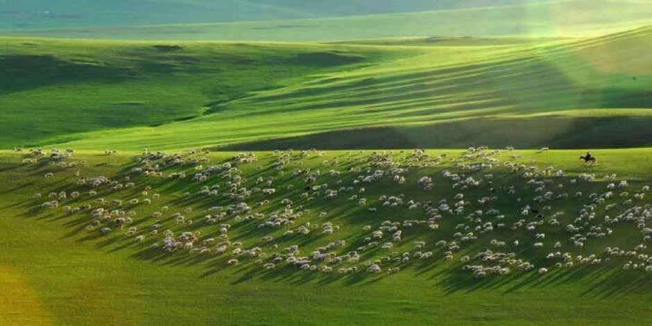 Moutons de Mongolie