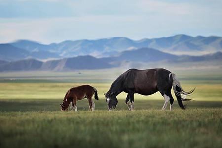 Extension Naadam – 2 Jours