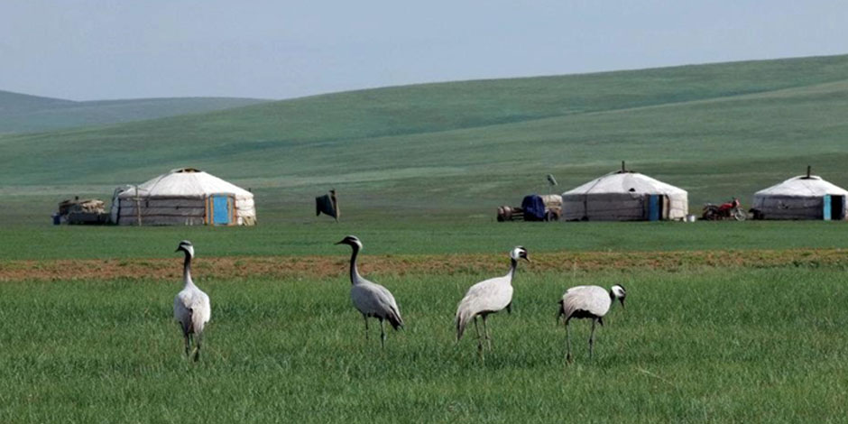 Y’a pas que des chevaux, mais aussi des oiseaux qui font le pied de grue