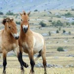 Extension « Découverte du Parc des chevaux sauvages de Préjvalski » – 3 Jours