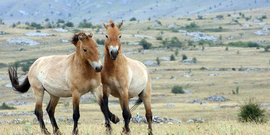  Parc des chevaux sauvages 