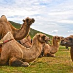 Extension « Dunes et Canyons du Gobi du sud » – 7 Jours