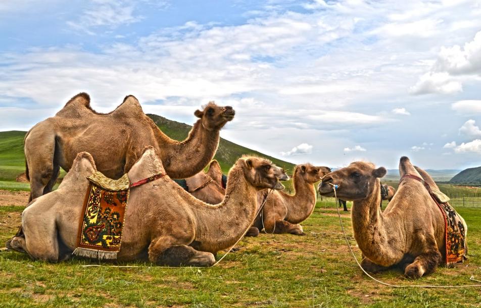 Du désert de Gobi à la Taïga sibérienne