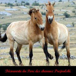 Parc des chevaux sauvages en Mongolie