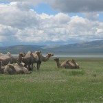 Découverte de la Mongolie centrale et des richesses du Gobi – 16 Jours