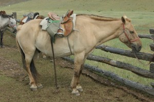 selle pour la rando mongolie