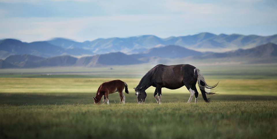 mongolie-voyage-voyage-culturel-avec-conferencier